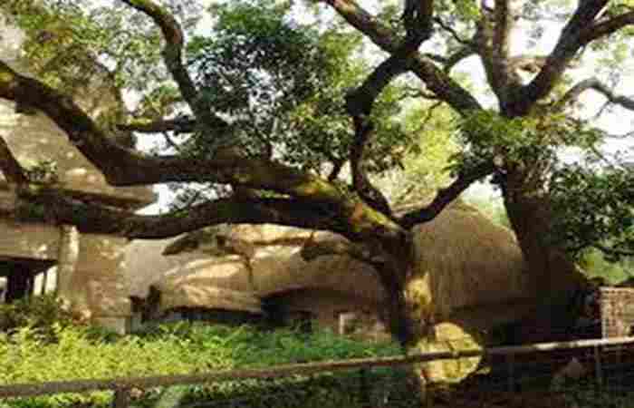 Mango Tree Planted by Thakur